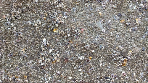 Tableau sur toile Texture of barnacle shell on the stone surface.