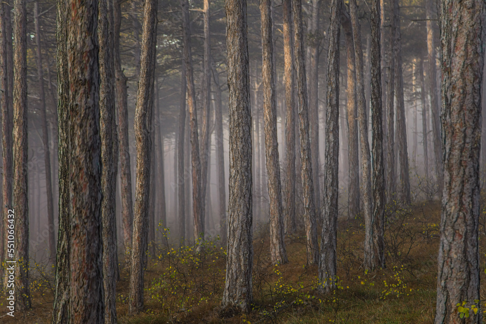 Fototapeta premium misty autumn forest