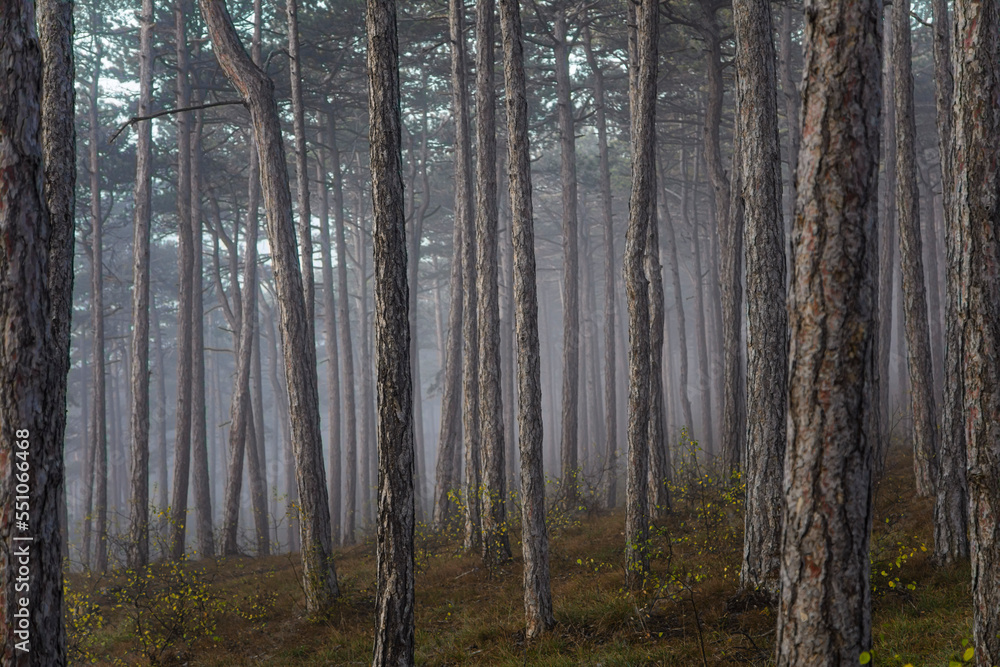 Fototapeta premium misty autumn forest 