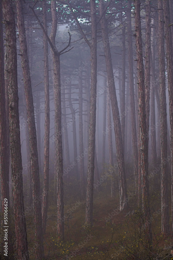 misty autumn forest