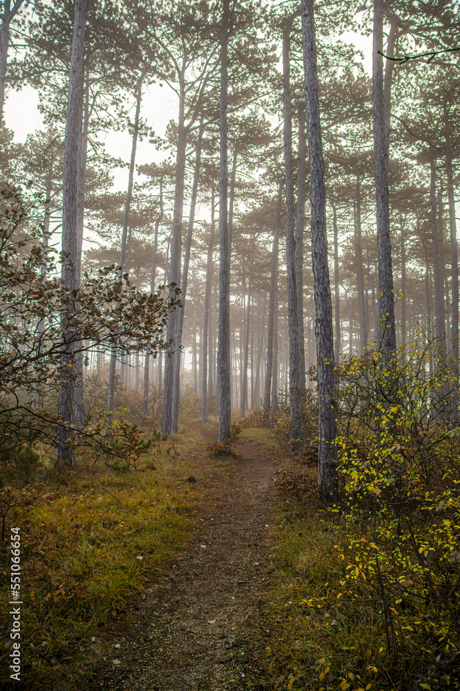 Obraz premium misty autumn forest in the morning