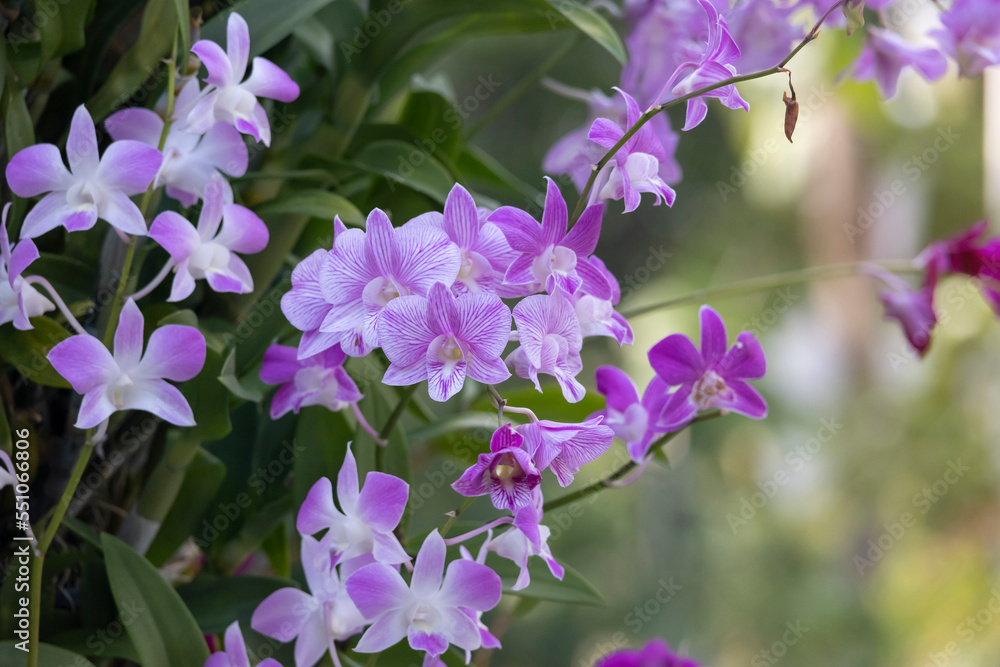 Beautiful Thai purple orchid flower ,thai orchid dendrobium