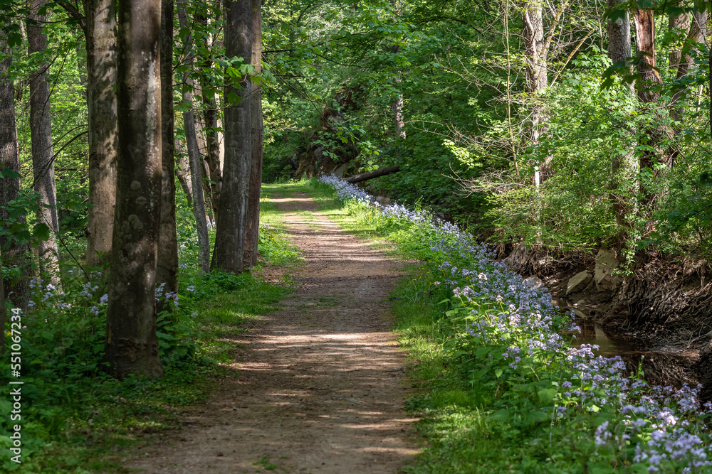 Path winding through a carpet of květin in a forest