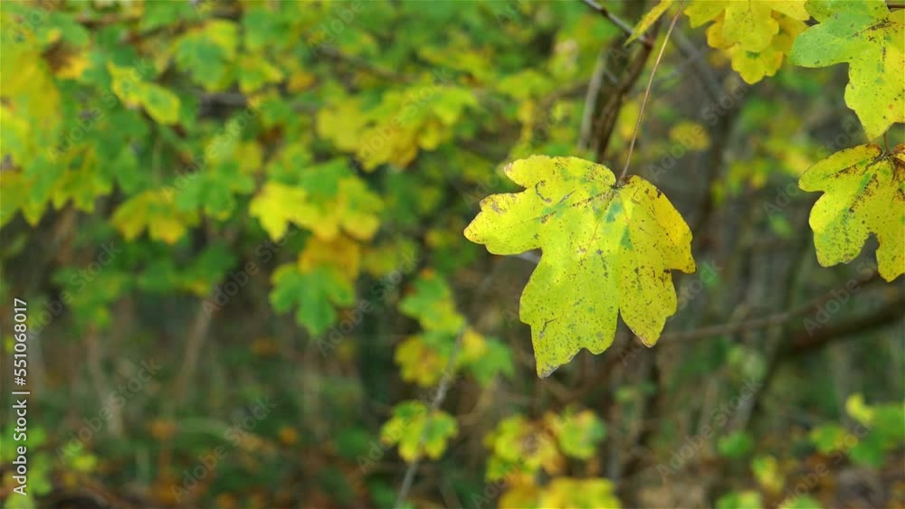 Autumn leaf slow zoom in and hold.
Camera moves in to a single autumn leaf. Autumn leaf slow zoom in and hold.
Camera moves in to a single autumn leaf.