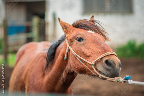 Frightened horse on a farm in a paddock on a rope.