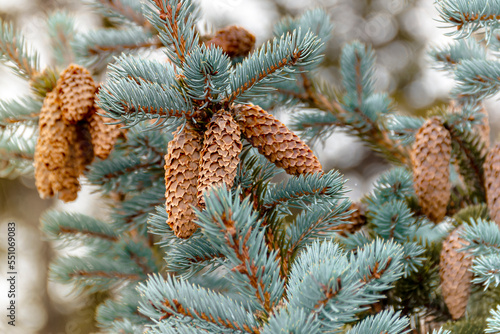 Branches of a blue spruce with brown cones, close-up. Picturesque colorful nature. photo