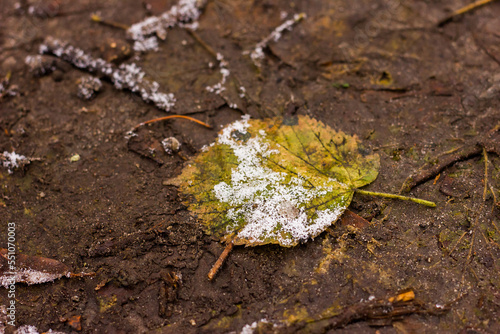fallen green-red leaf covered with hoarfrost and snow lying on the ground during the day shot at close range with texture