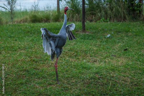 Eastern Sarus Crane in the Thai Crane and Wetland Learning Center Buriram Province. photo