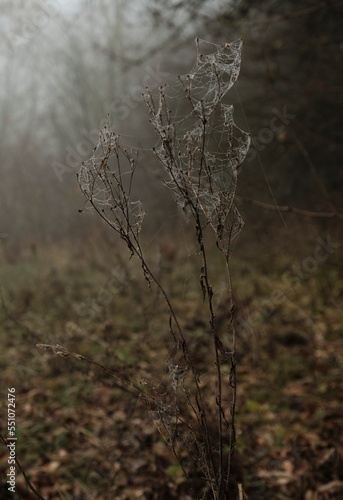 web in dew on a bush