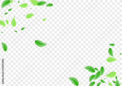 Green Foliage Background Transparent Vector. Vegetation Garden Texture. Drink Card. Greenish Falling Frame. Sheet Bio.