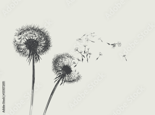 Dandelions, Flying Seeds of Dandelion Hand Drawn Illustration isolated on white Background