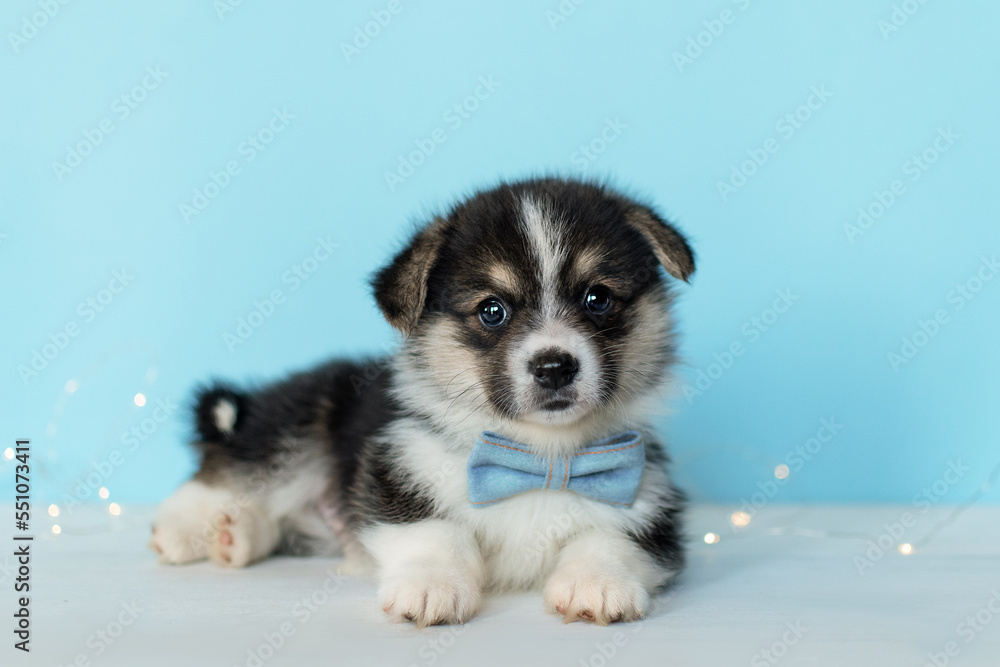 Cute corgi puppy with blue bow on blue background