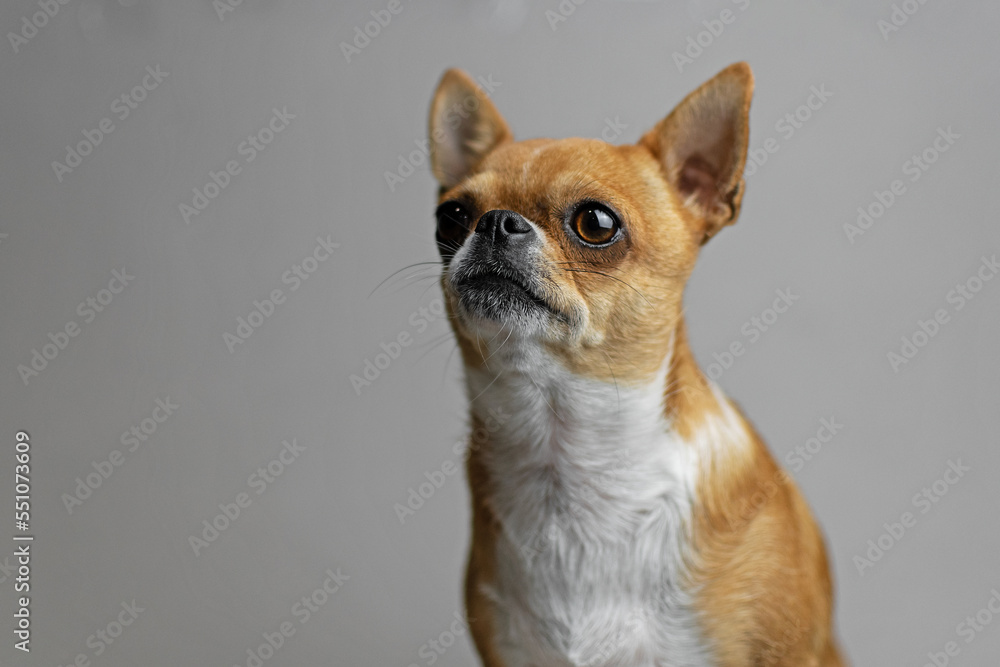 Portrait of a redheaded chihuahua on a gray background