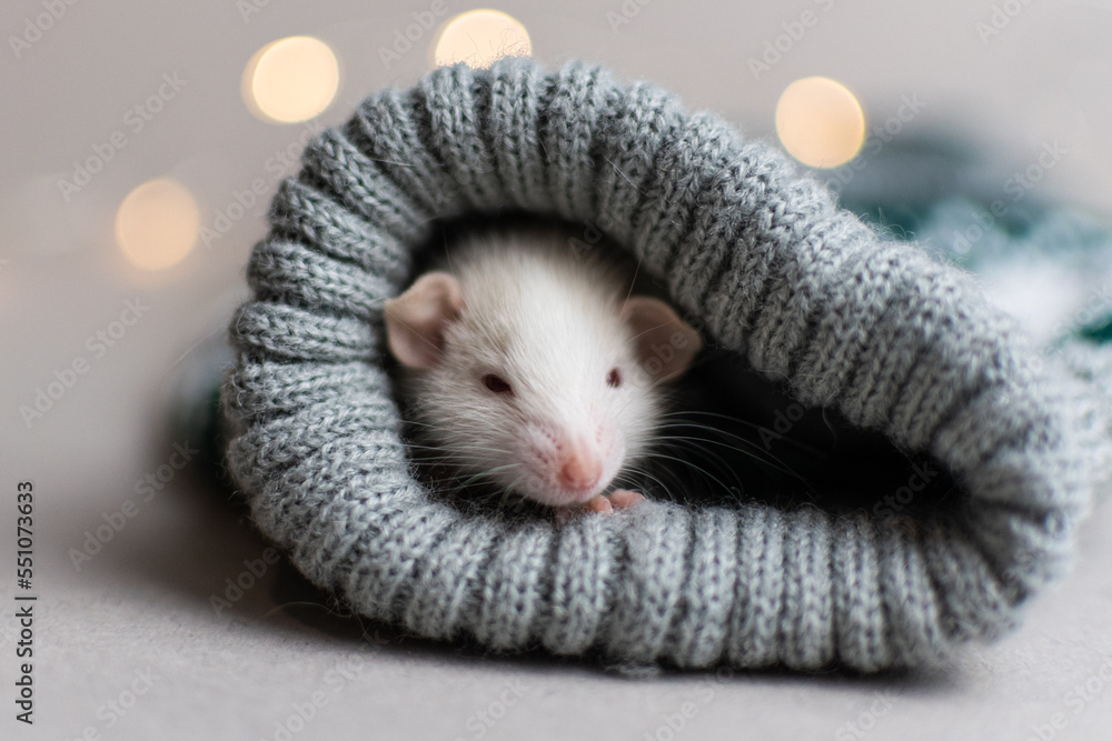 Cute little rat lying in a plaid on a gray background Cute little rat lying in a plaid on a gray background