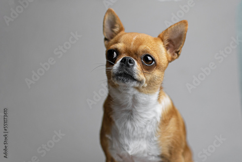 Portrait of a redheaded chihuahua on a gray background
