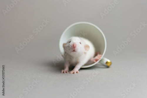 Cute rat on a gray background sitting in a cup