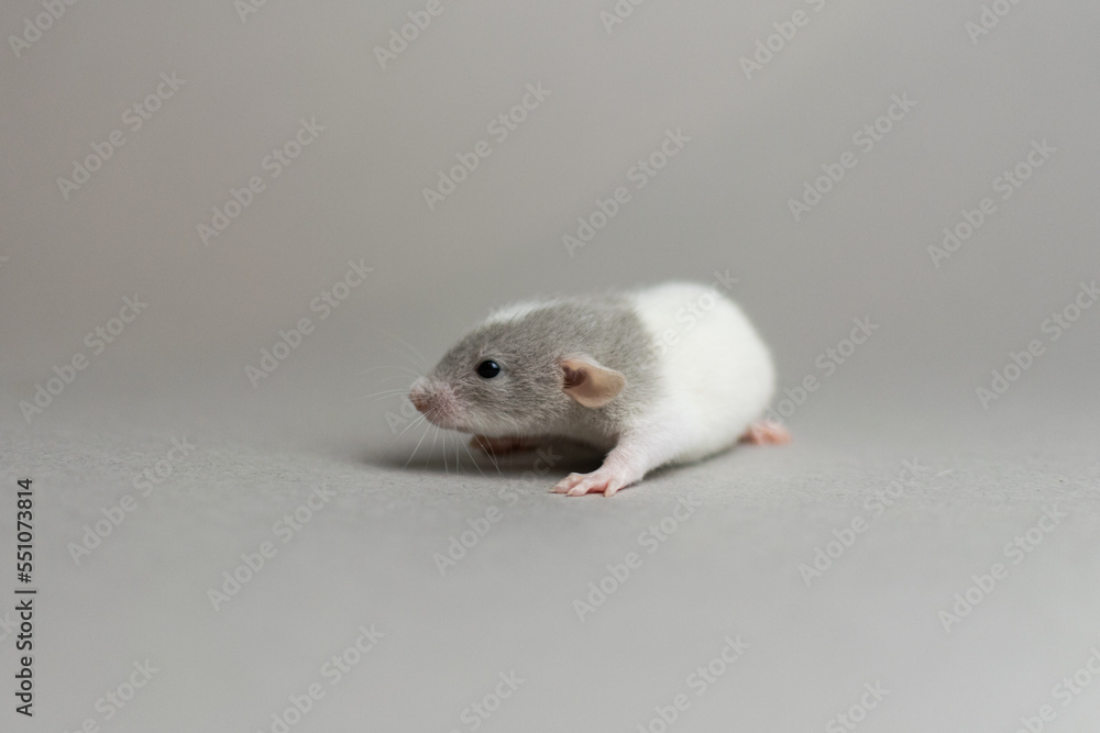 Cute rat on a gray background Cute rat on a gray background