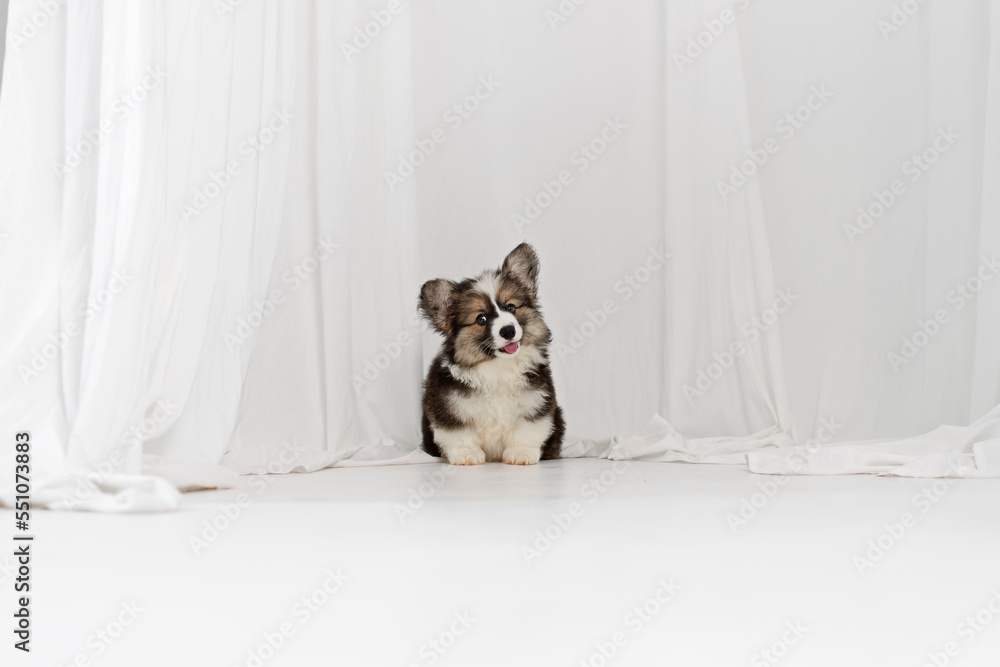 Cute fluffy corgi pembroke puppy sitting on a white background in the studio