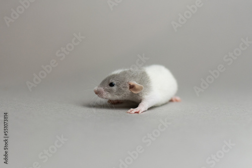 Cute rat on a gray background
