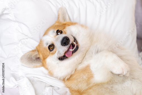 corgi pembroke lying on the bed smiling with his tongue sticking out