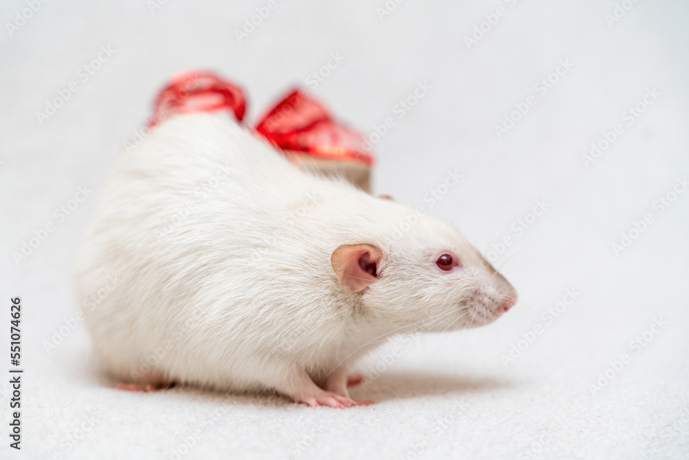 White rat gift. The rat sits on a white carpet with a gift box with a