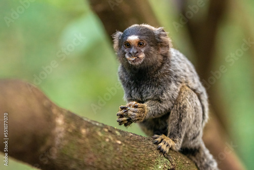 Marmoset monkey on a tree in the wild © edojob