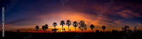 Panorama Row of coconut palms  sharply silhouetted against the bold orange  yellow  lavender and blue colors of a tropical sunset in Hawaii United states.Row of Dark Trees on evening sky background.