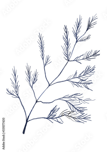 Watercolor branch on the white isolated background. Watercolor greenery.