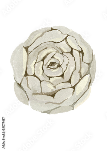 White watercolor rose on the white isolated background. Watercolor greenery. 