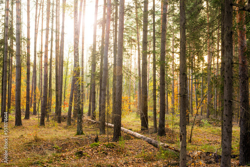 Fototapeta Naklejka Na Ścianę i Meble -  Pine forest with a fallen tree