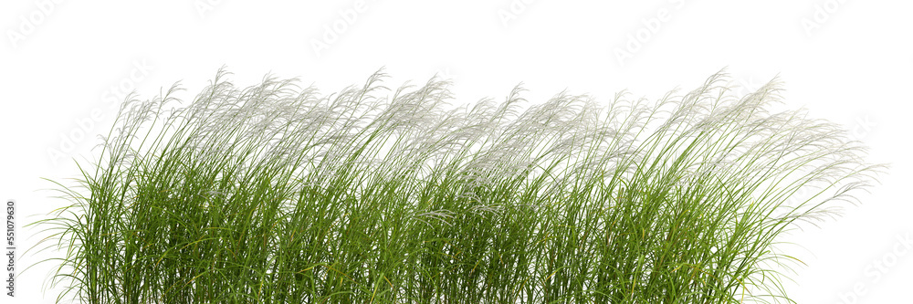 Obraz premium Nature grass meadow flow cut out backgrounds 3d rendering png file
