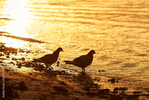 Two pigeons (doves) walk along the river bank at orange sunrise