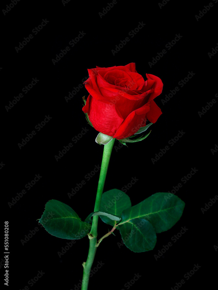 red rose on a black background red rose on a black background