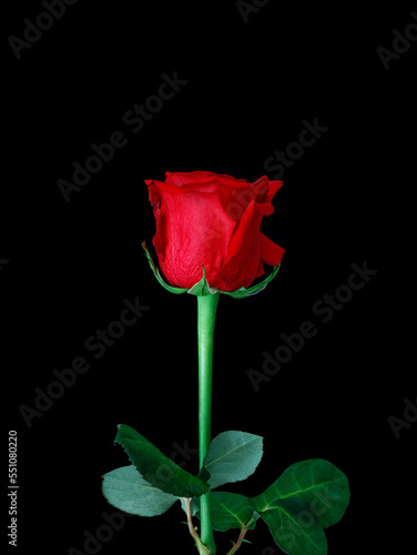 Fototapeta Naklejka Na Ścianę i Meble -  red rose on a black background 