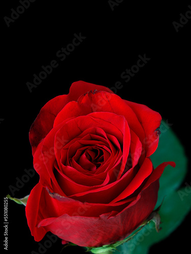 red rose on a black background 
