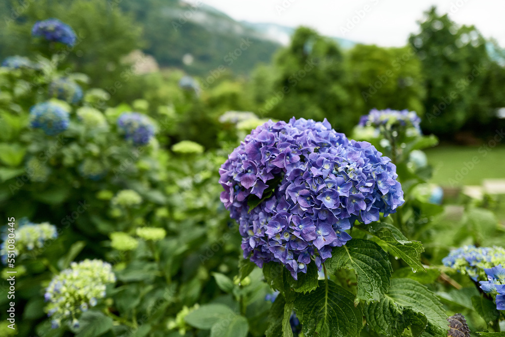A purple flowering garden flower after the rain A purple flowering garden flower after the rain