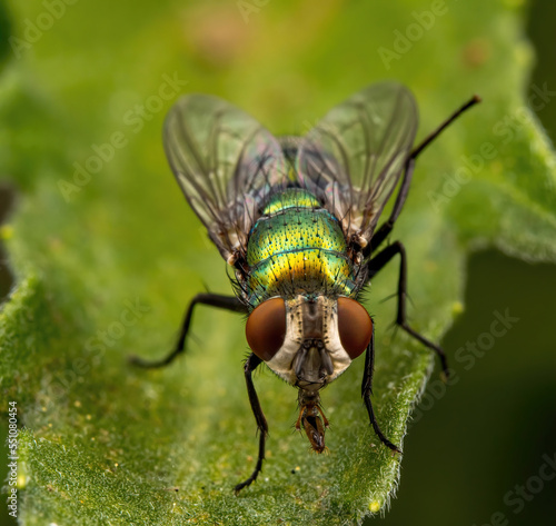 close up of a fly © stuart