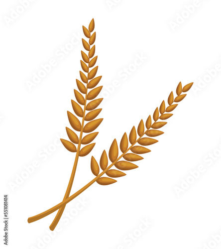 golden barley spikes