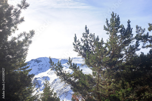 Snowy mountain in Sierra Nevada and pine trees