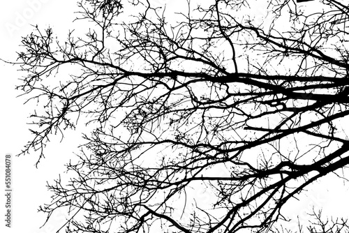 Tree branch silhouette on transparent background