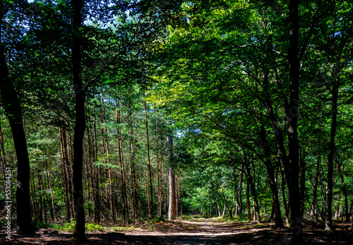 Forest scenery of the Veluwe  Netherlands 