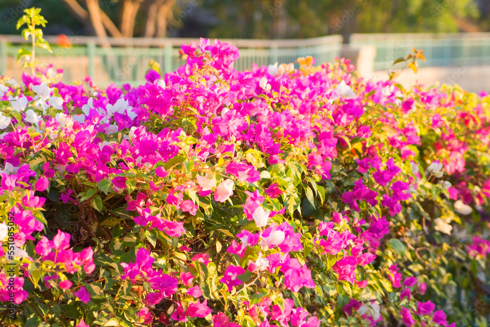 Obraz premium photo background of bright pink flowers, a bush on the street in the urban landscape, Dubai, UAE