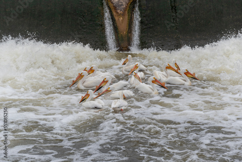 American White Pelicans Feeding At The Dam On Fox River At De Pere, Wisconsin © Barbara