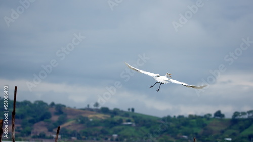 Great egret (Ardea alba) in flight above a lake at La Segua wetlands outside of Chone, Ecuador