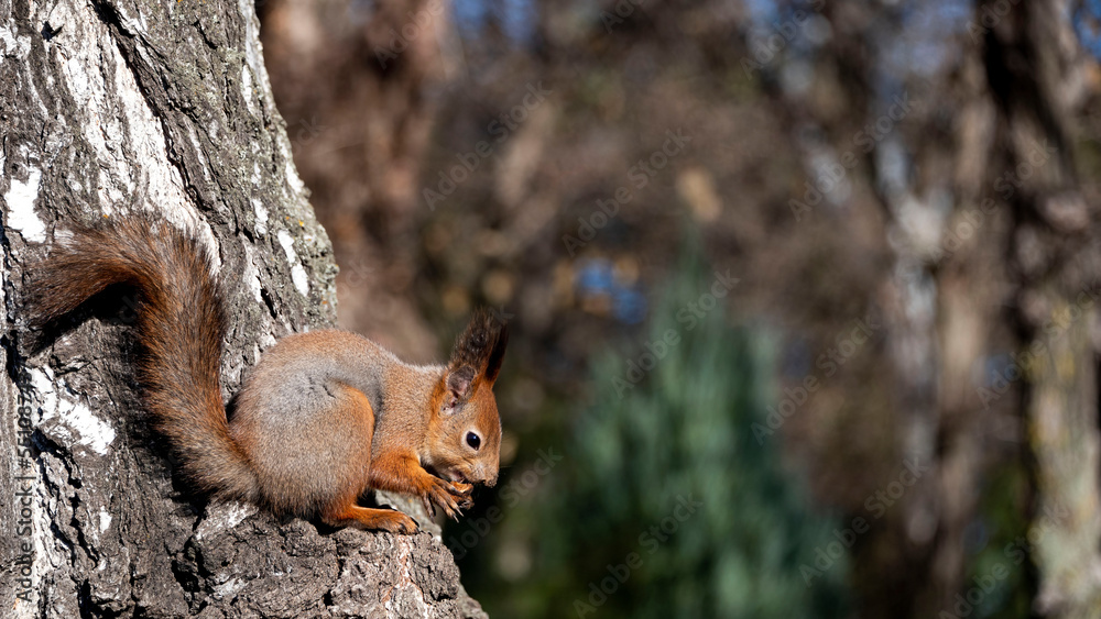 Obraz premium squirrel with a nut sits on a tree