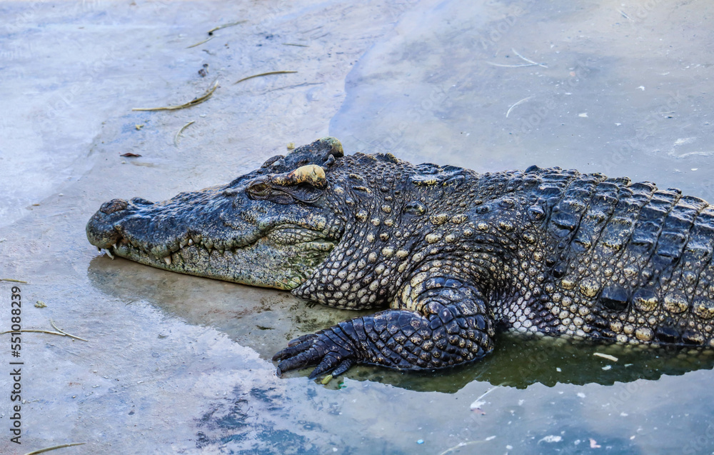 Close-up portrait of crocodile is opening its mouth at the crocodile farm in Thailand Zoo Close-up portrait of crocodile is opening its mouth at the crocodile farm in Thailand Zoo