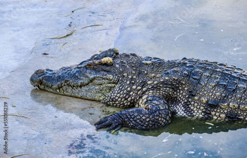 Close-up portrait of crocodile  is opening its mouth at the crocodile farm in Thailand Zoo