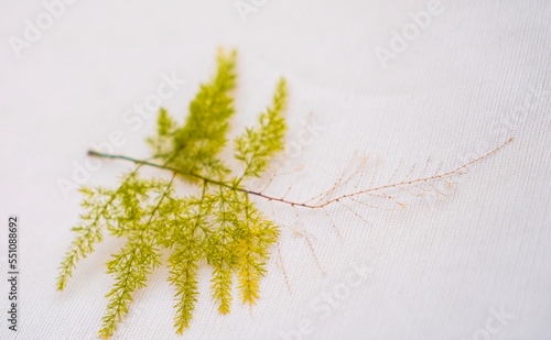 Asparagus Fern Plant Green leaf isolated on a white background, Green Leaf On a White Background, Tropical leaves.