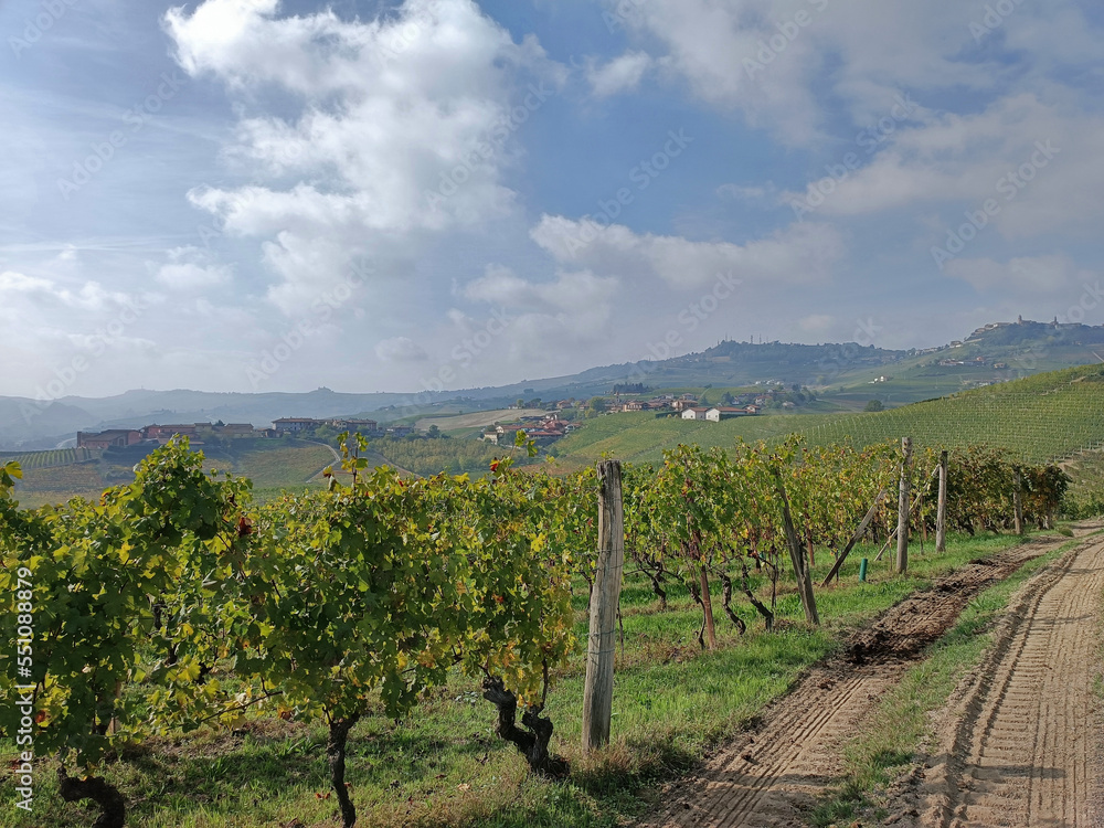 vineyards on the famous Barolo hills