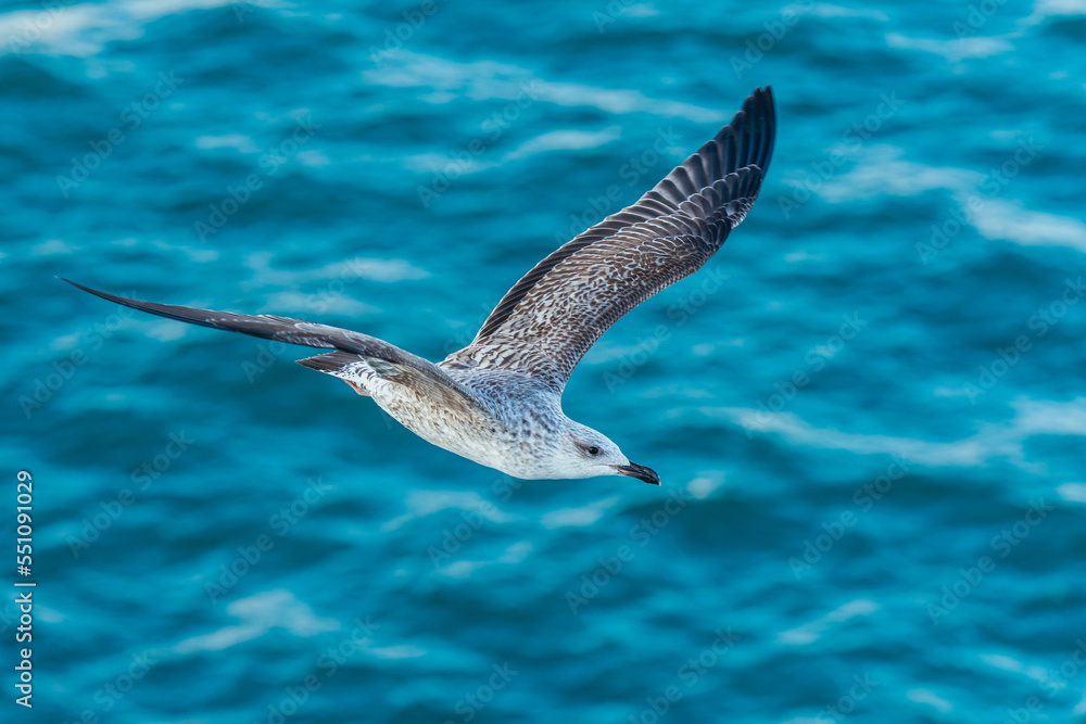 European Herring Gull, Larus argentatus in flight European Herring Gull, Larus argentatus in flight